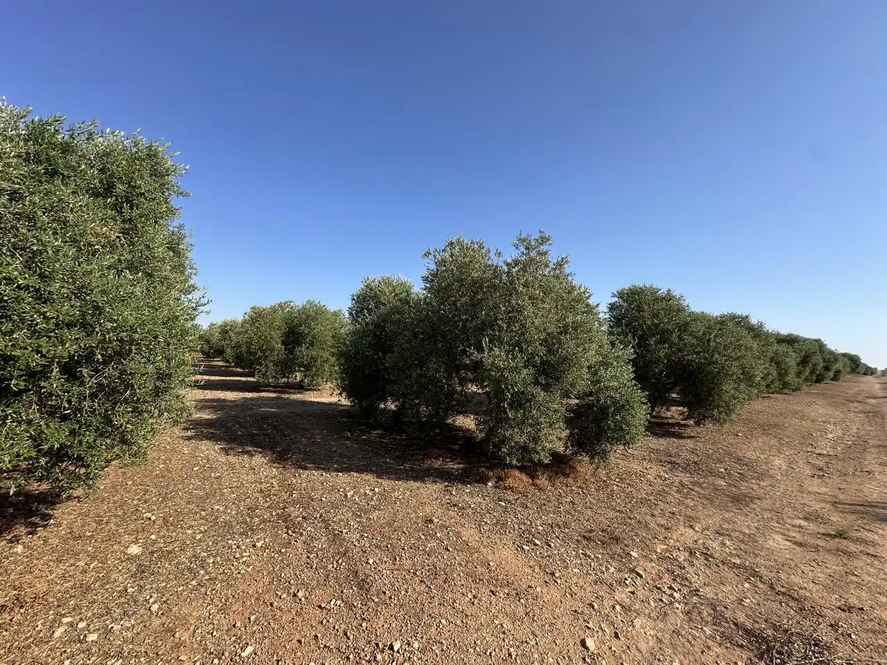 Terrenys i solars en venda a Fuente de Piedra, imagen 15