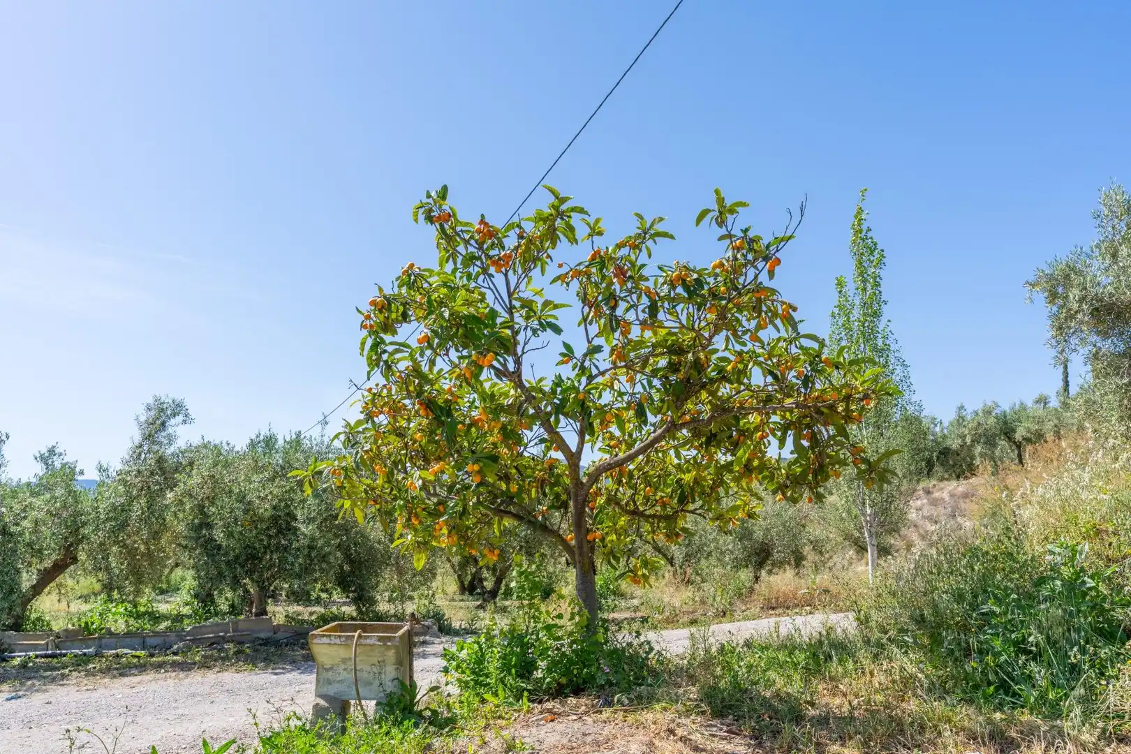 Terreno en venta en Tíjola