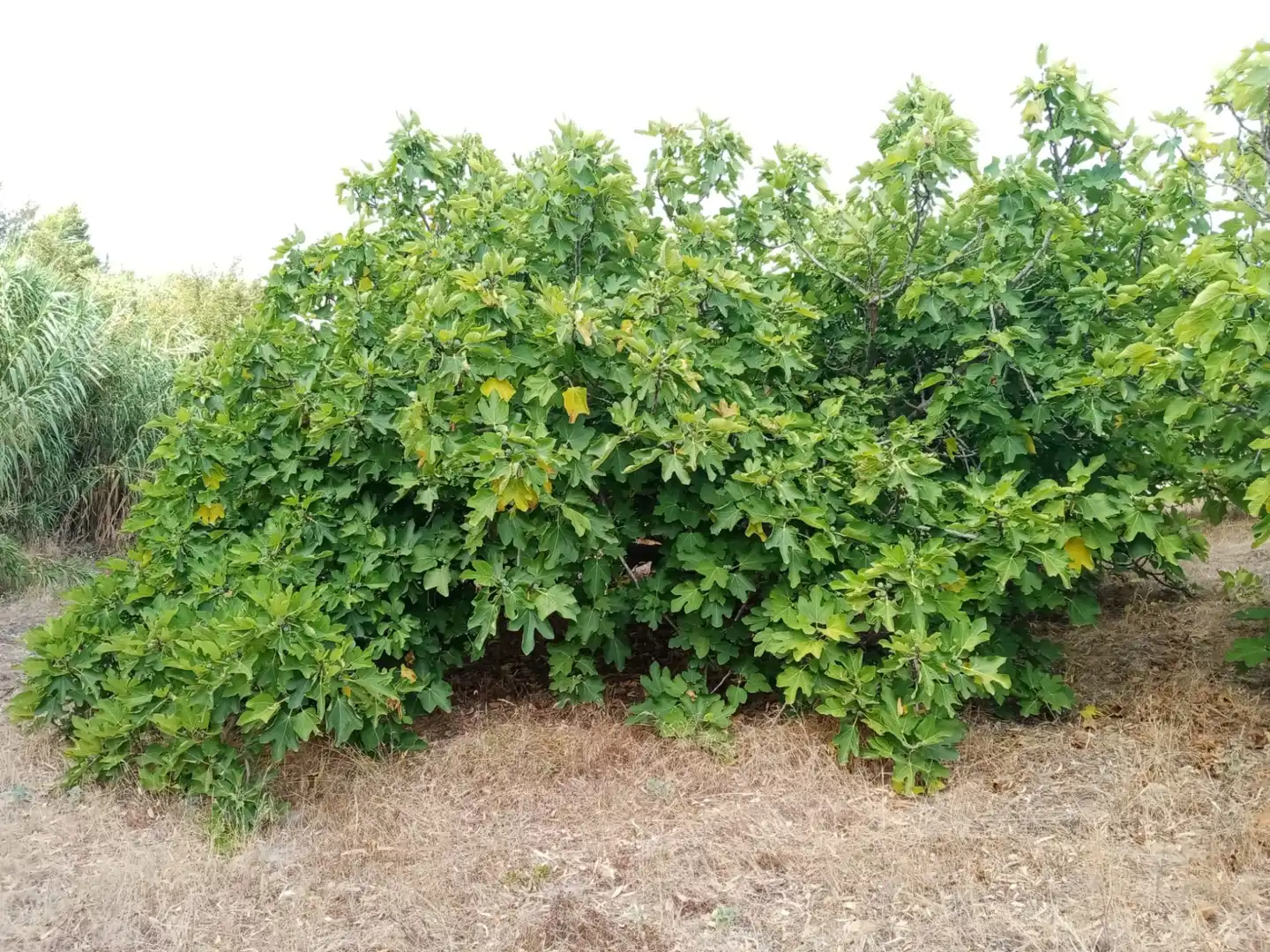 Terreny rústic en venda a Medina Sidonia, imagen 8