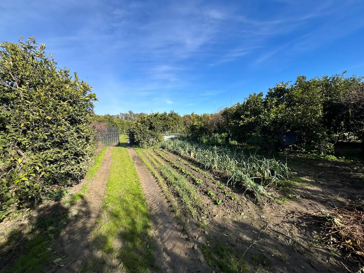 Finca rústica en venta en Palma del Río con Calefacción, Jardín privado y Terraza
