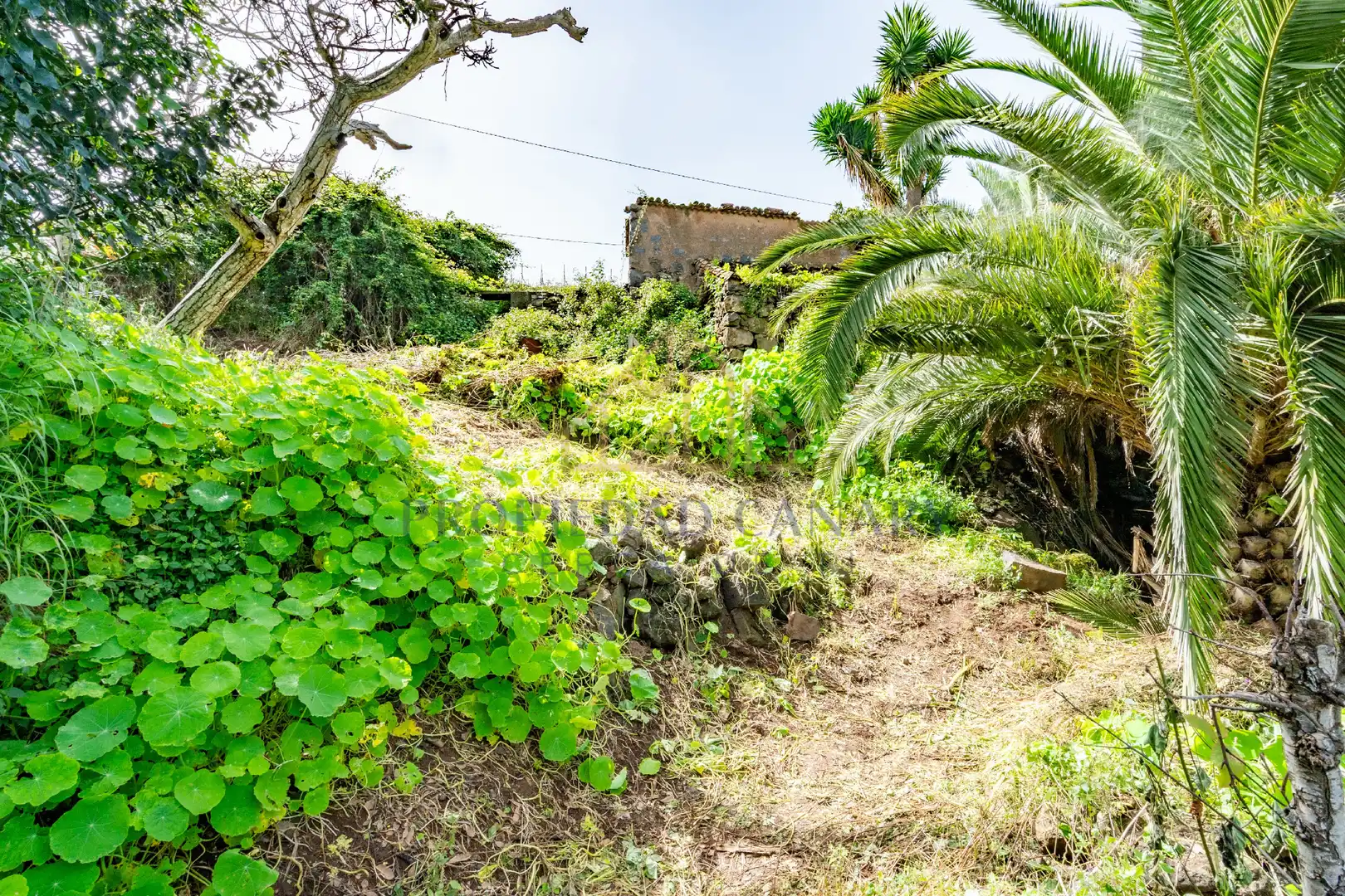 Finca rústica en venda en La Victoria de Acentejo