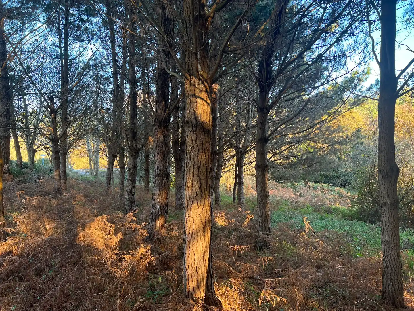 Terrenys i solars en venda a Sedes - Pedroso - Doso, imagen 4