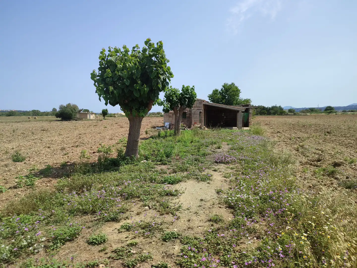 Wohnbaugrundstück zum Verkauf in Petra, imagen 7