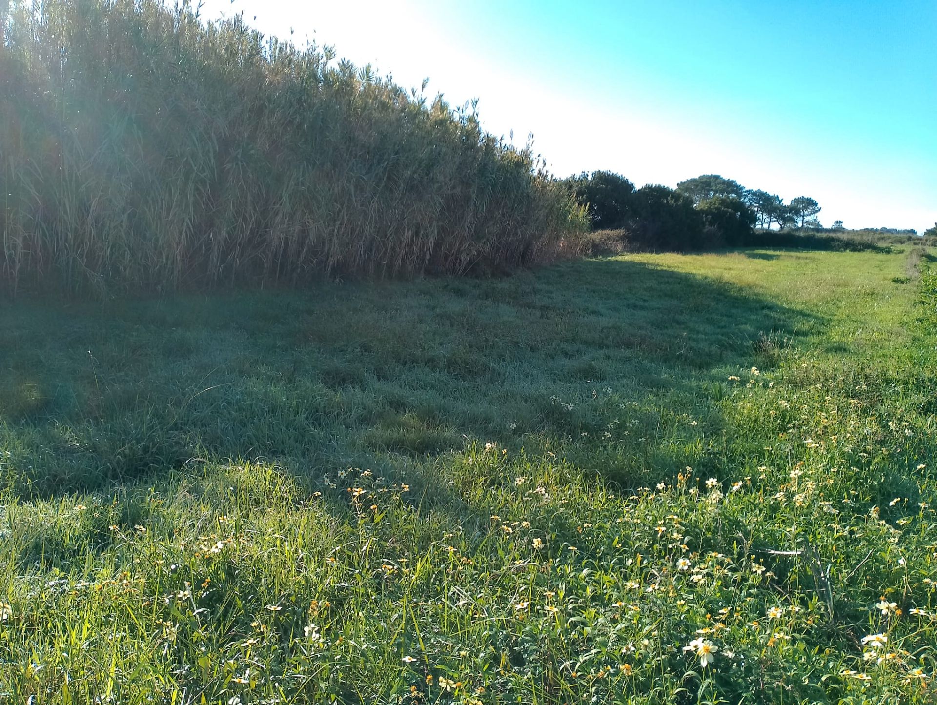 Land for sale in Ribeira