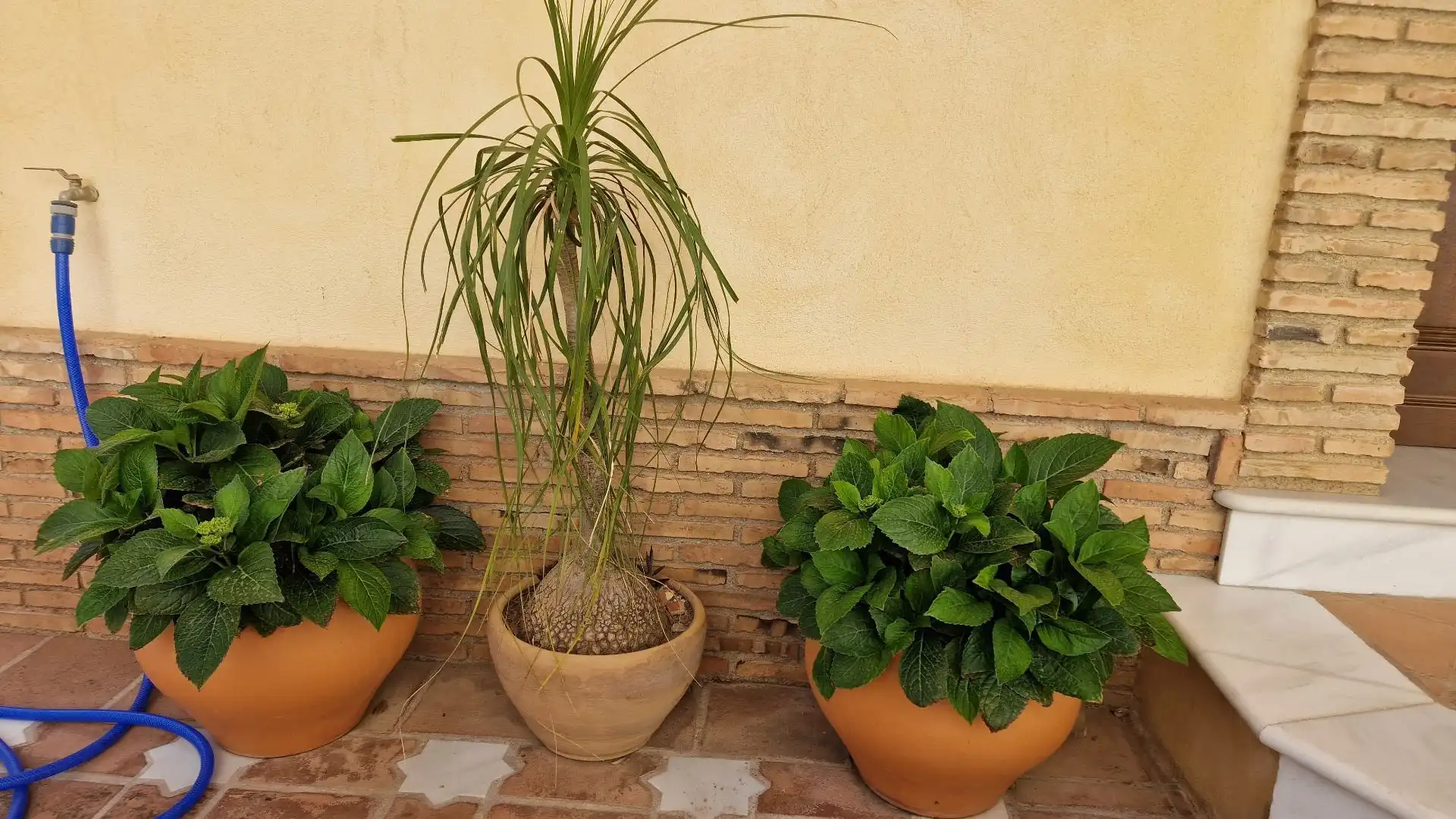 Jardí de Casa o xalet en venda en Turre amb Aire condicionat i Terrassa