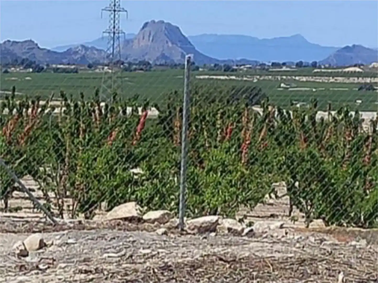 Finca rústica en venda en Blanca