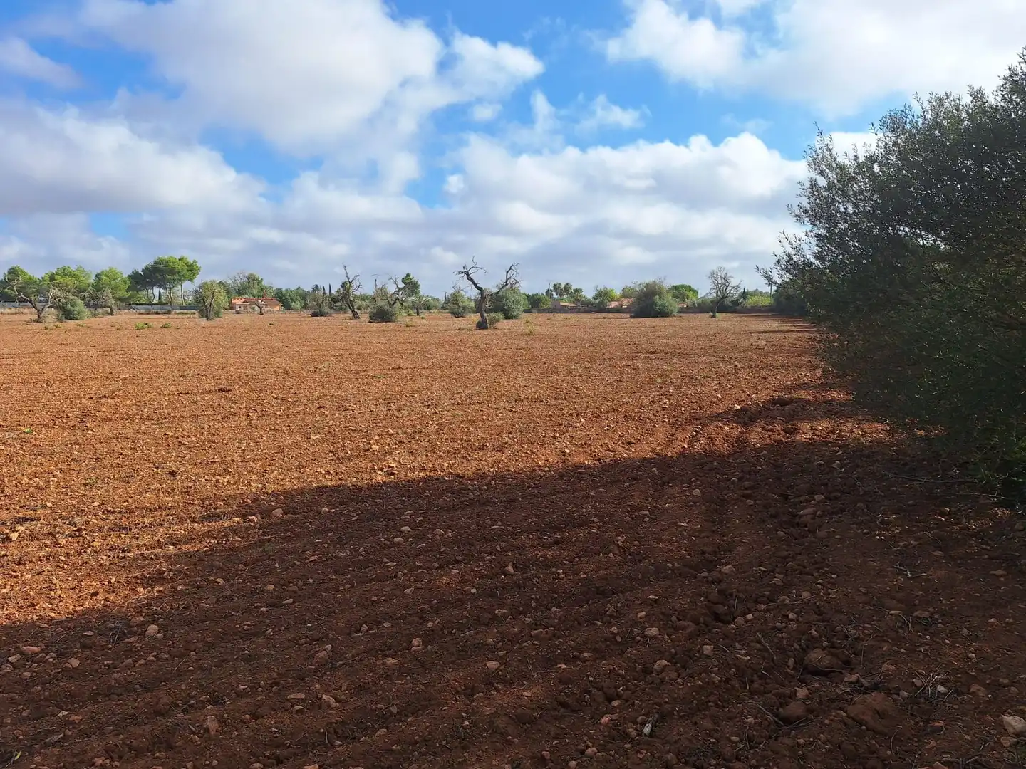 Terreno rustico in vendita a Llucmajor pueblo, imagen 2