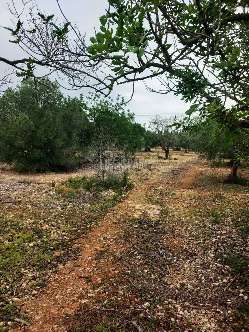 Terreno rústico en venta en Grau - Quintanes, imagen 2