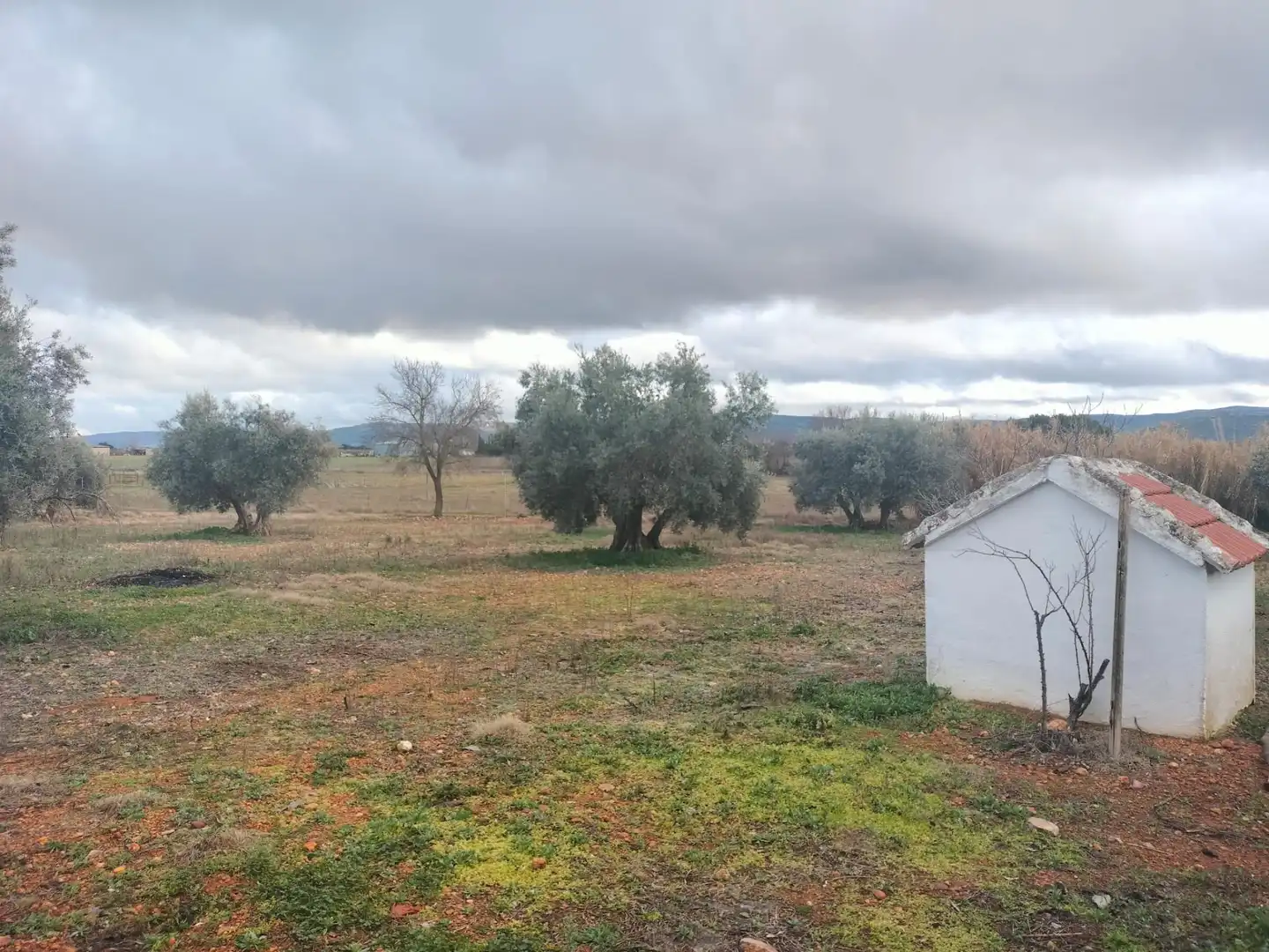 Finca rústica en venta en Argamasilla de Calatrava