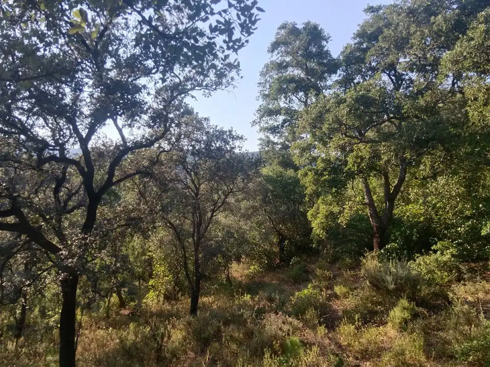 Finca rústica en venta en Linares de la Sierra