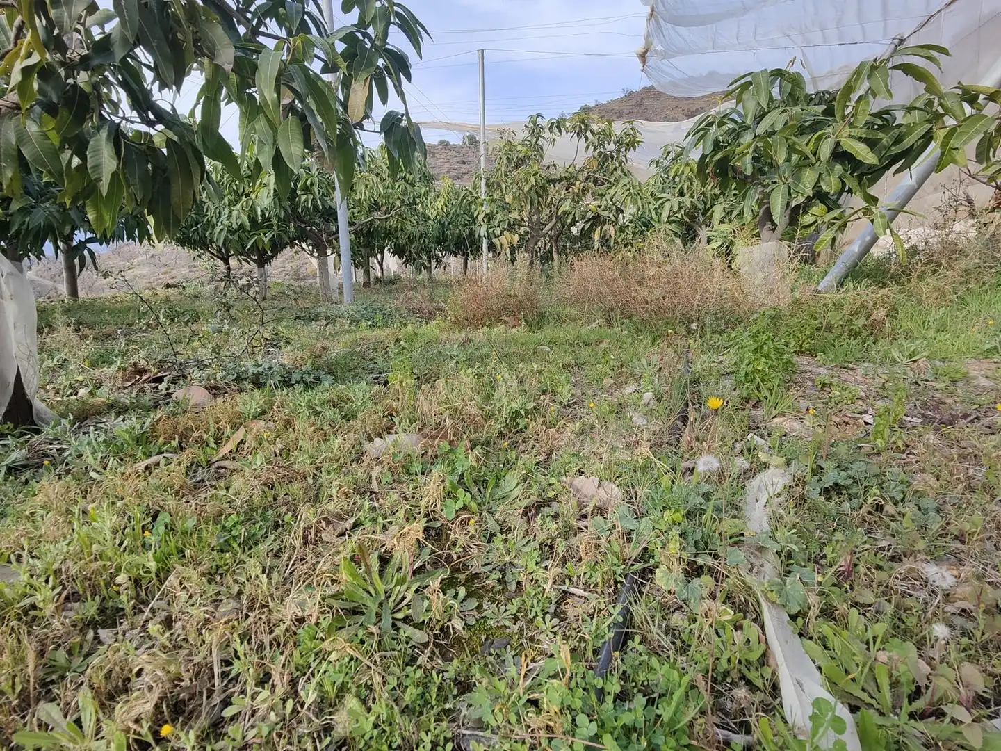 Rural land for sale in Itrabo, imagen 17