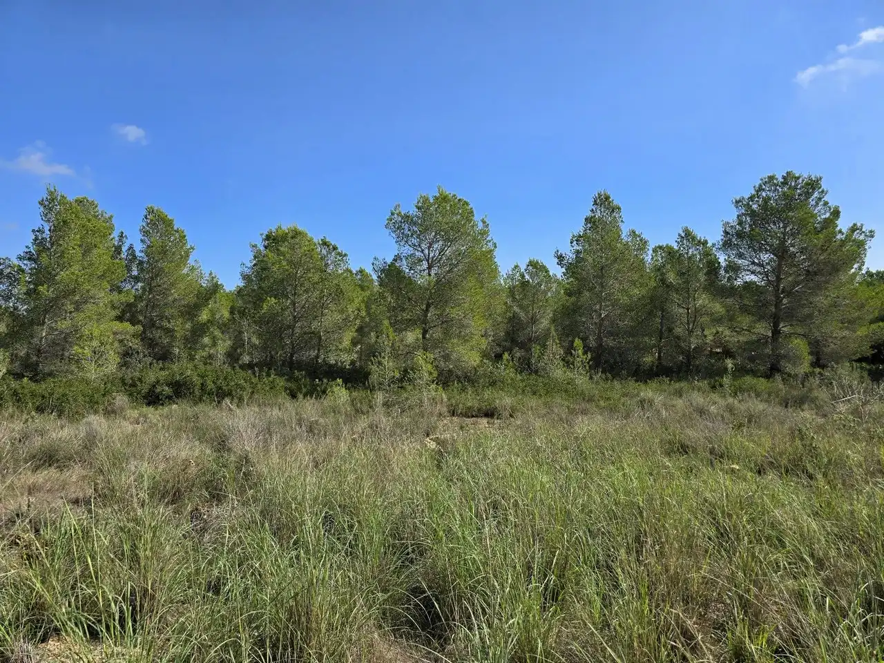 Terrain résidentiel à vendre à Calle de la Tasca 207, imagen 2