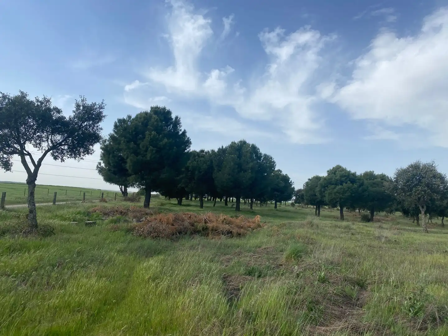 Land for sale in Oropesa