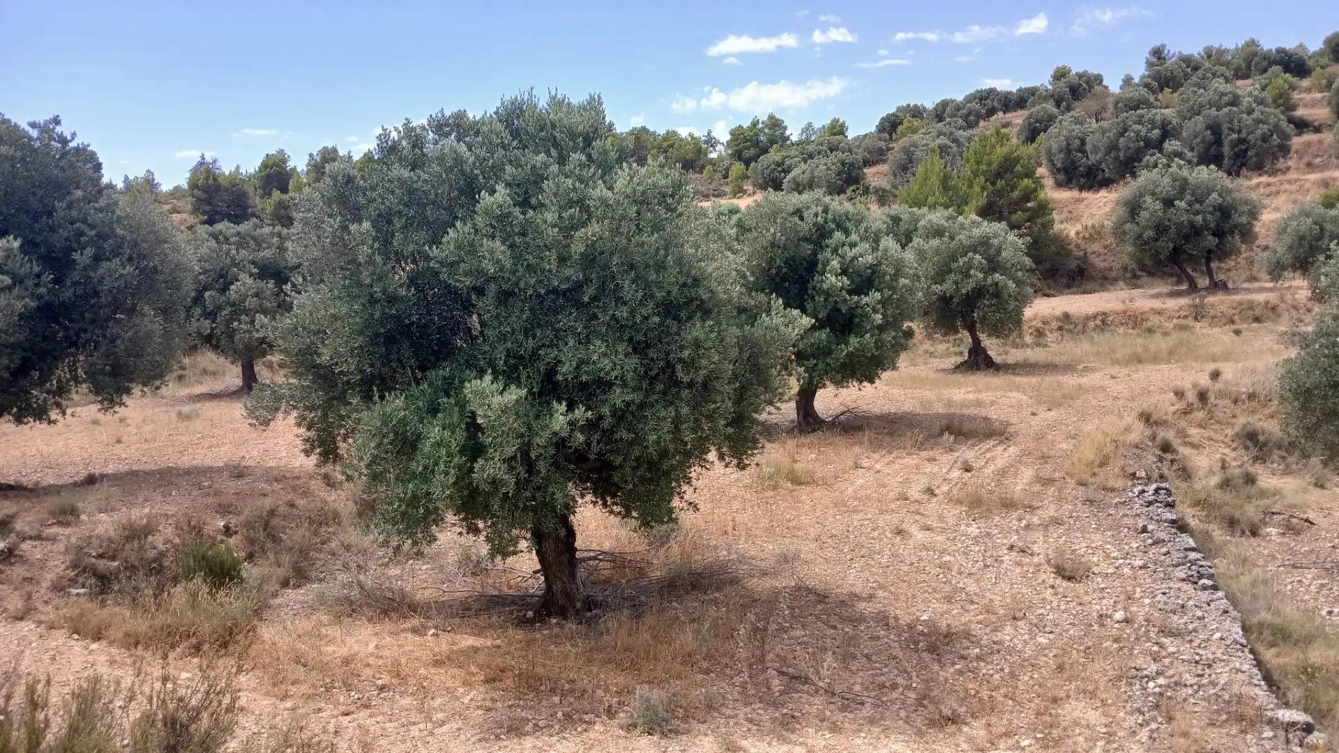 Terreno en venta en Torrevelilla, Teruel