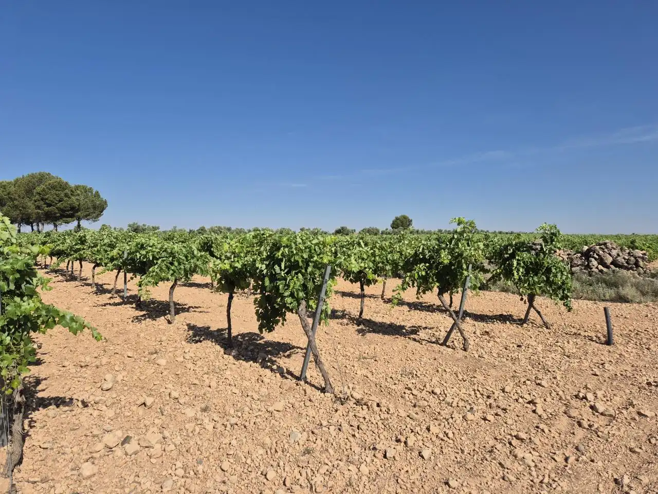 Terreno rustico in vendita a Las Colinas, imagen 33