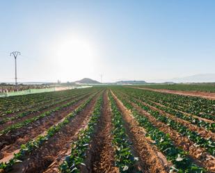 Vista exterior de Finca rústica en venda en Alhama de Murcia