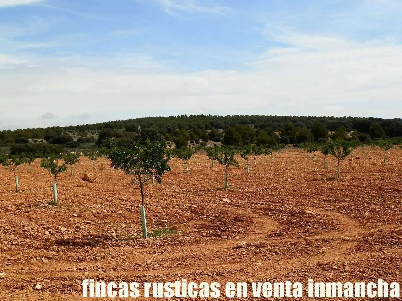 Terreni e lotti in vendita a Villarrobledo