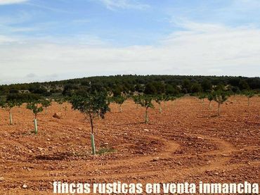 Rural land for sale in Villarrobledo