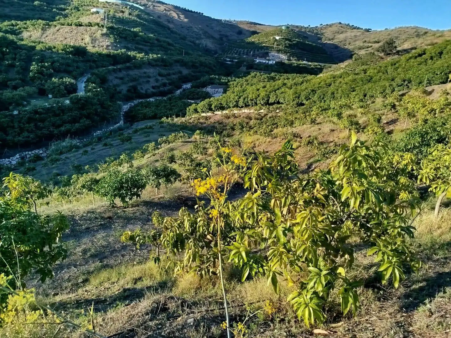 Rustikales Grundstück zum Verkauf in LOS ALESES, imagen 5