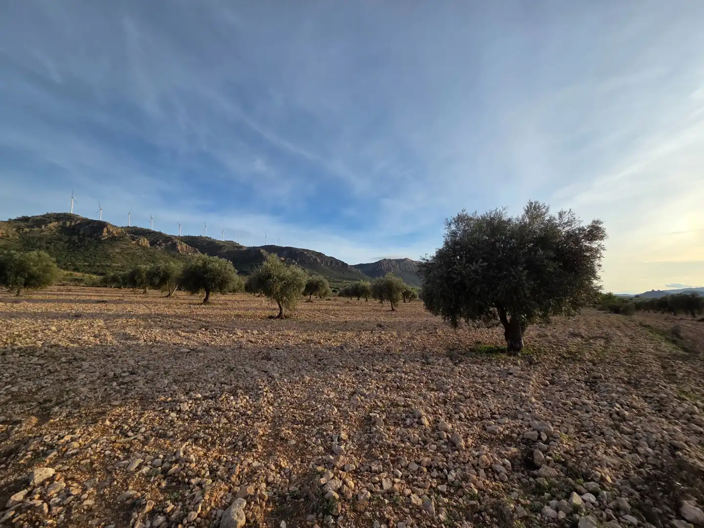 Terreny residencial en venda a Jumilla, imagen 8