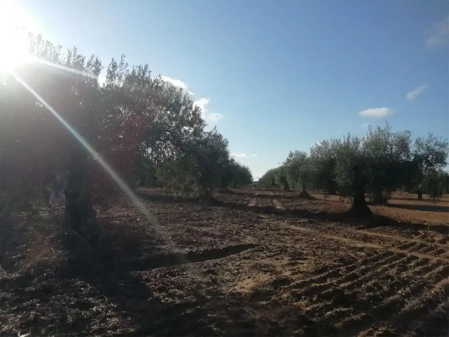 Terreno en venta en Arroyomolinos (Cáceres)