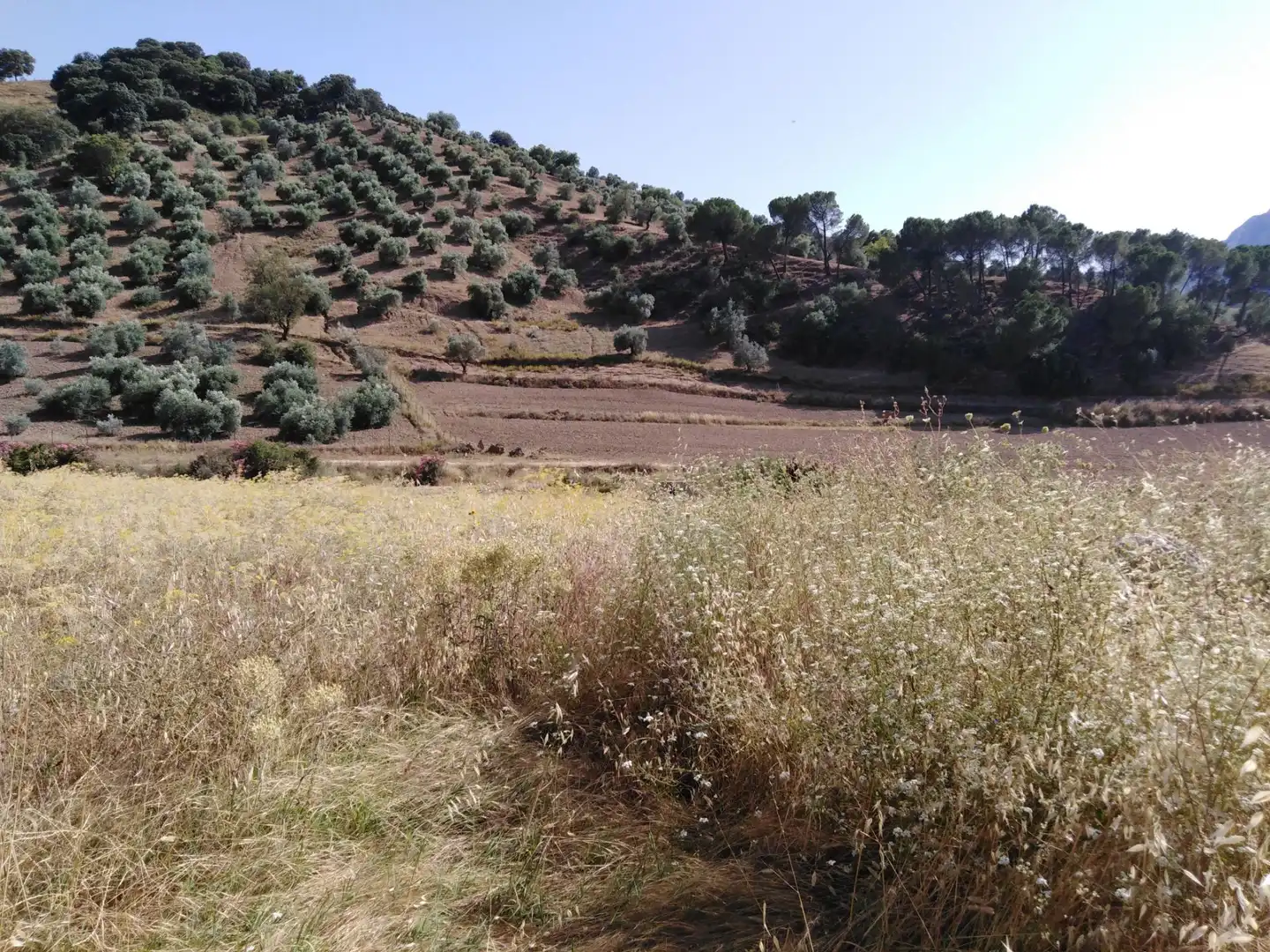 Finca rústica en venda en Ronda