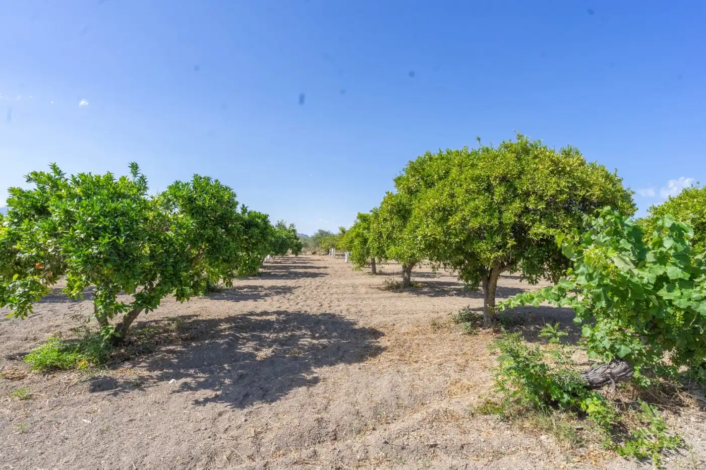Rural land for sale in Centro, imagen 3