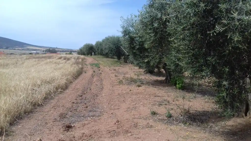 Terrain rustique à vendre à Don Benito, imagen 3