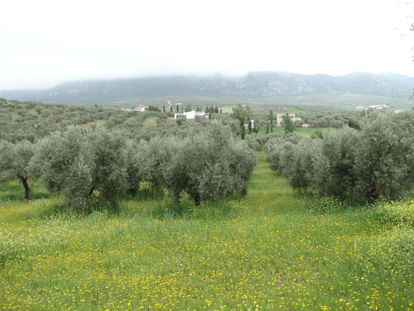 Lands and plots for sale in Calle CERRO LIMON, imagen 9