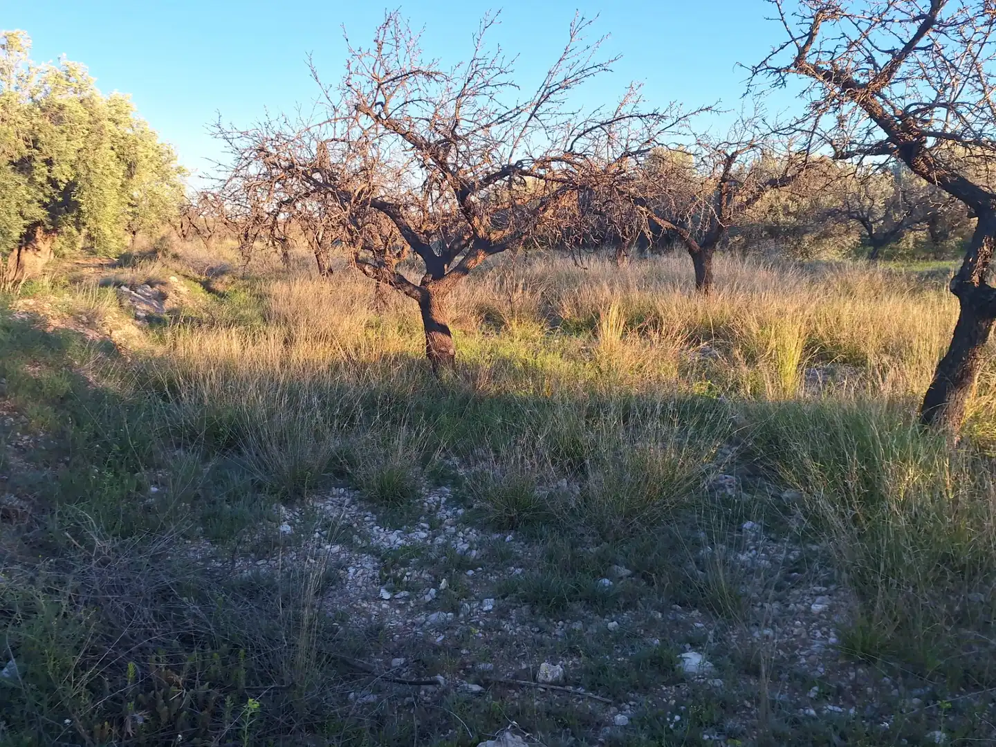 Terreny en venda en San Vicente del Raspeig / Sant Vicent del Raspeig