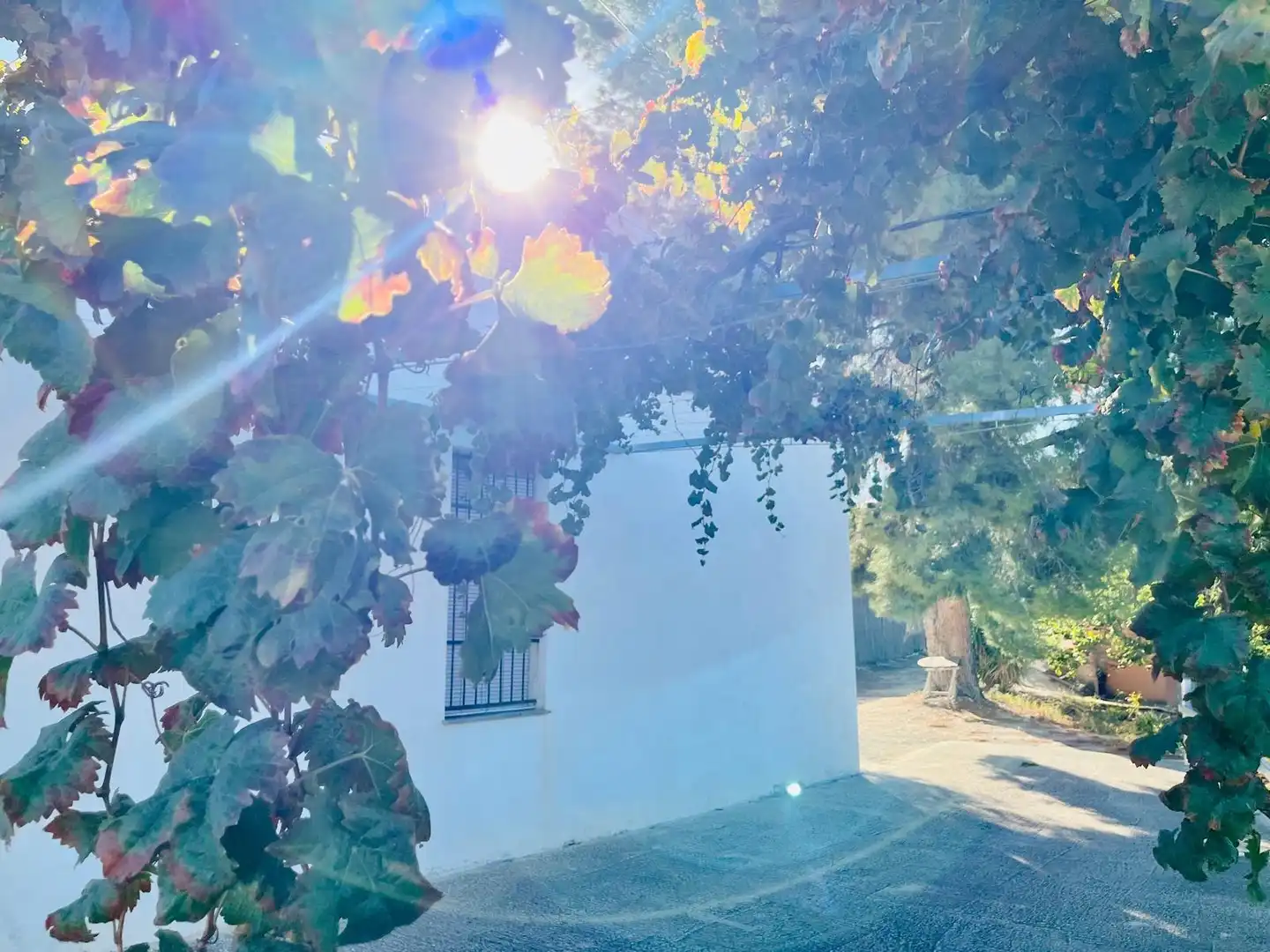 Vista exterior de Casa o chalet en venta en Cieza con Calefacción, Jardín privado y Trastero