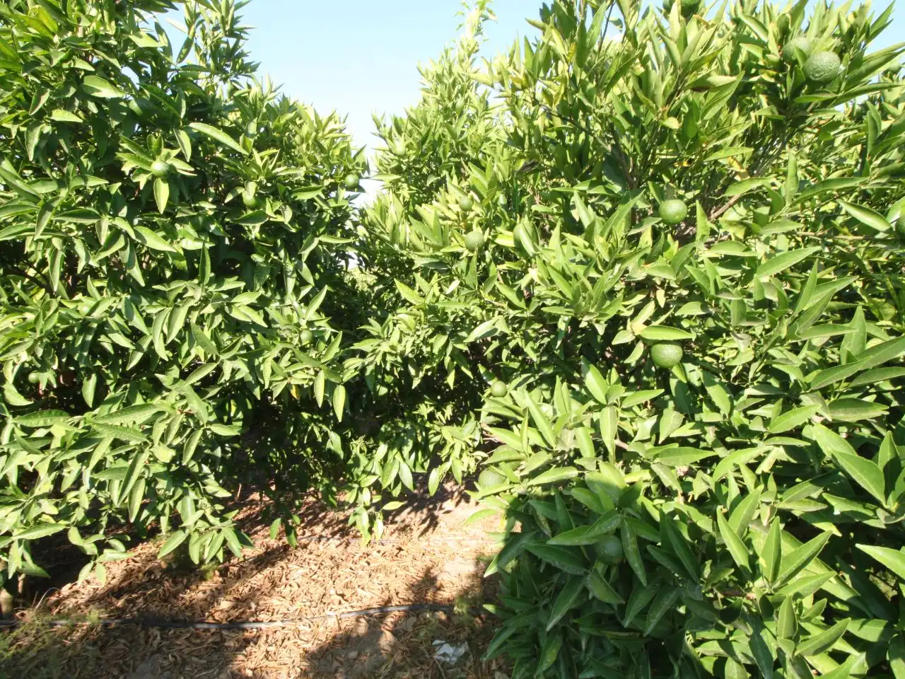 Terreno rustico in vendita a Calle Poniente 13, imagen 23