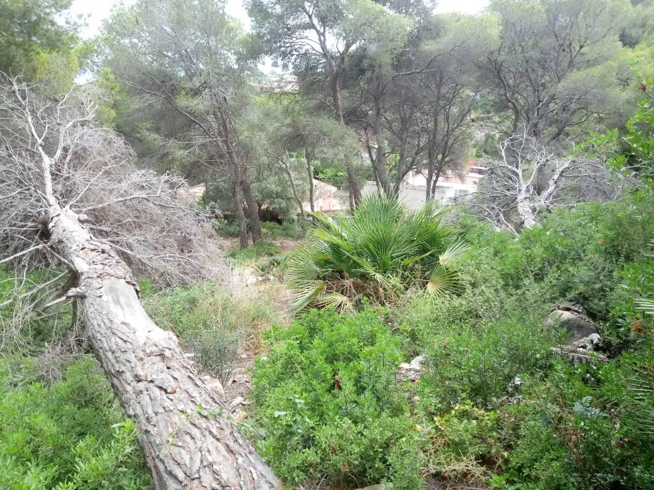 Terreno rustico in vendita a Calle Tulipa, imagen 5