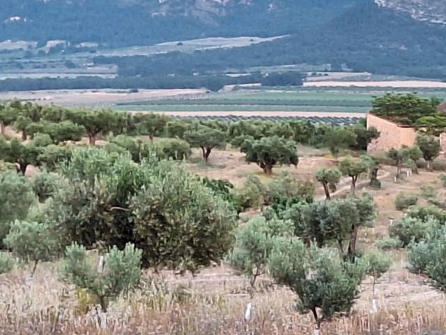 Terreno en Venta en Ctra. N-344, Km.12 en La Font de la Figuera