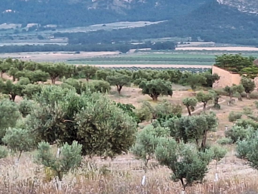 Land for sale in Villena