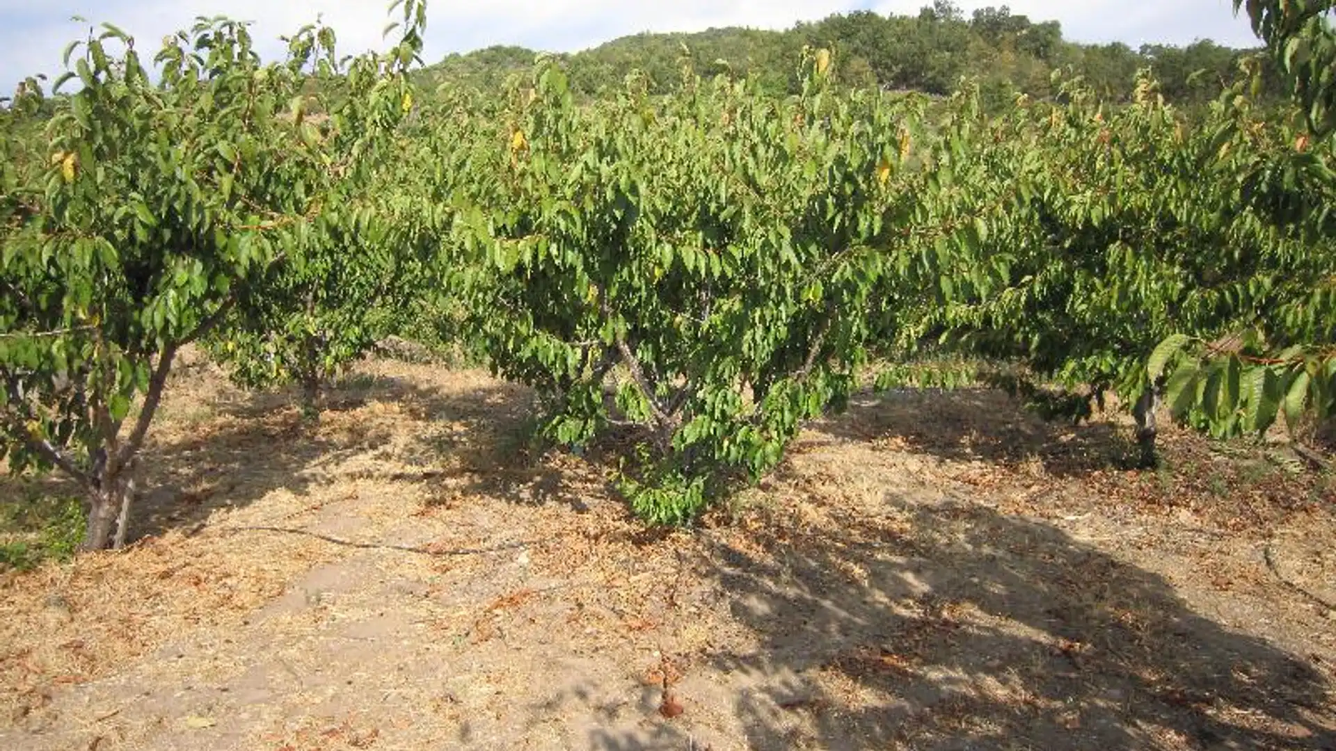 Terreno en venta en Valdastillas