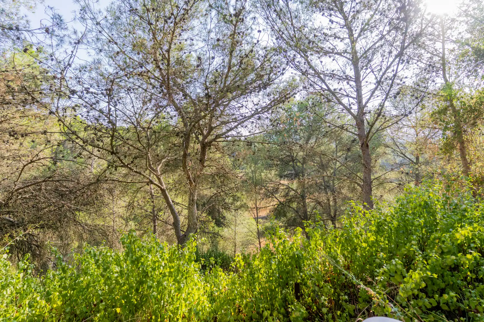 Casa o xalet en venda en Segorbe amb Jardí privat, Terrassa i Piscina