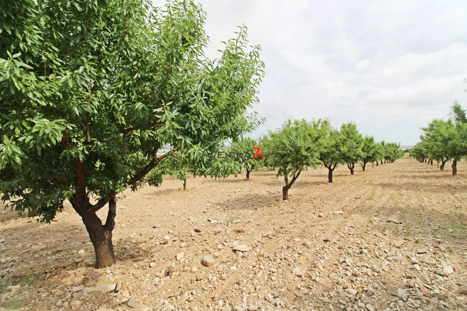 Terrains et parcelles à vendre à Pedanías Sur, imagen 15