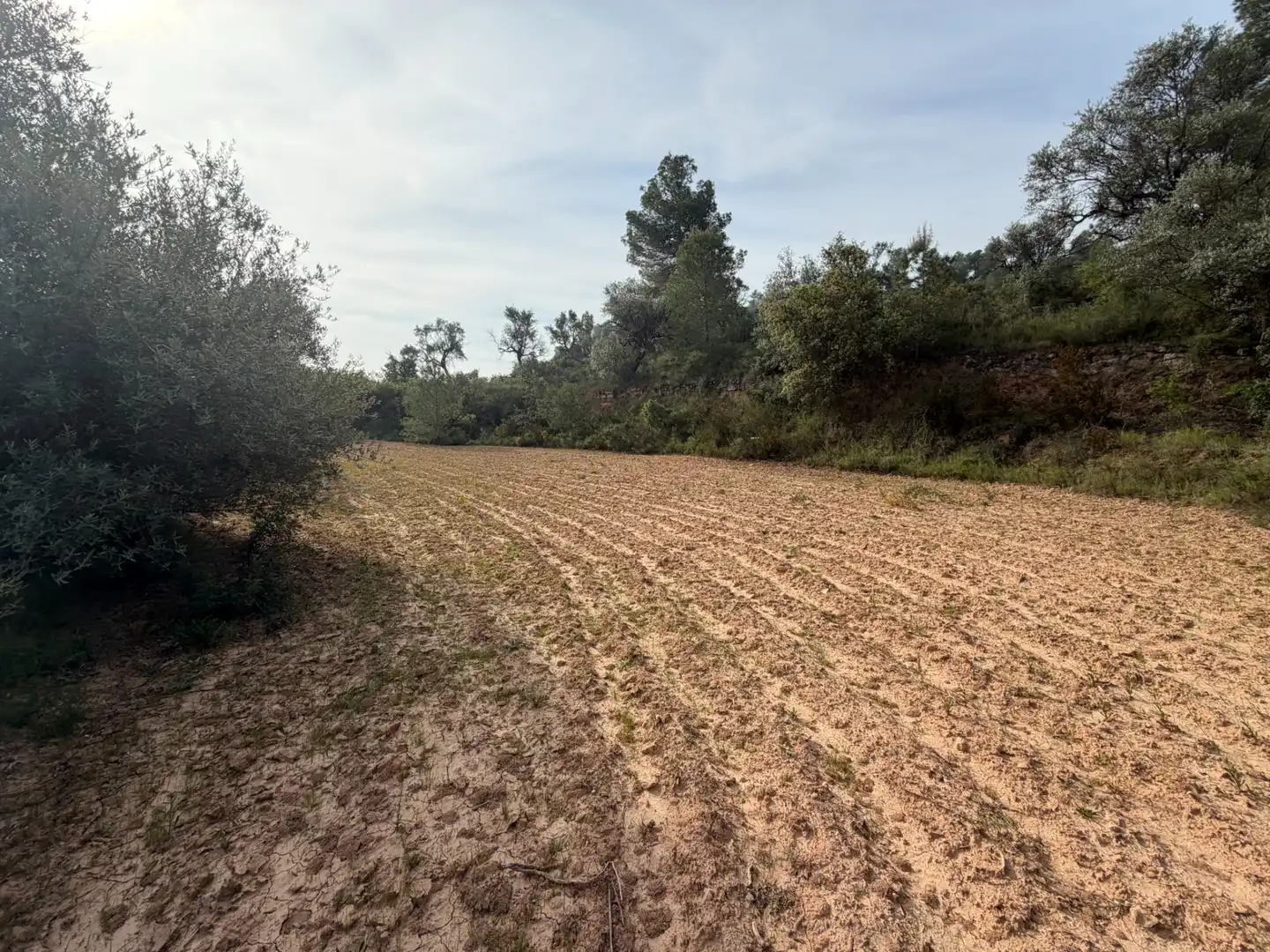 Terreno rustico in vendita a Ascó, imagen 9