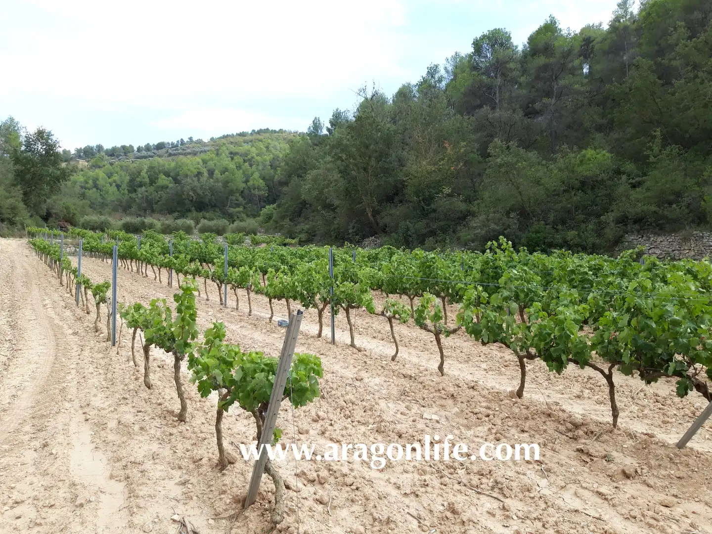 Jardí de Finca rústica en venda en Caseres
