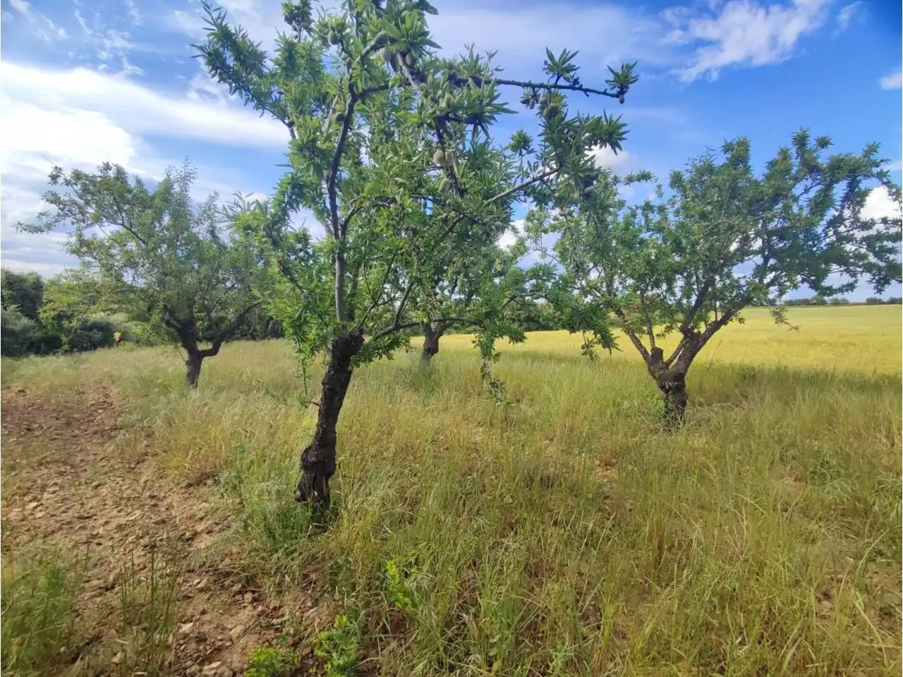 Terreni e lotti in vendita a Salas Altas, imagen 5