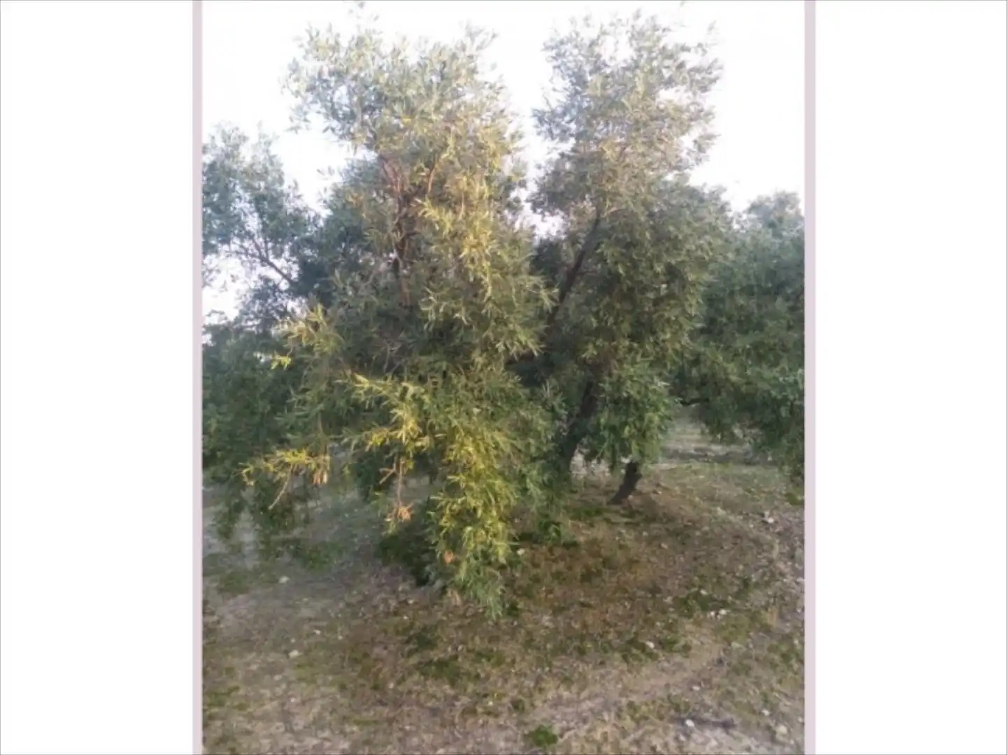 Terreno rustico in vendita a Cabra, imagen 13