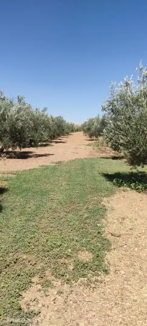 Finca rústica en venda en Santa Cruz de Mudela amb Jardí privat, Traster i Piscina