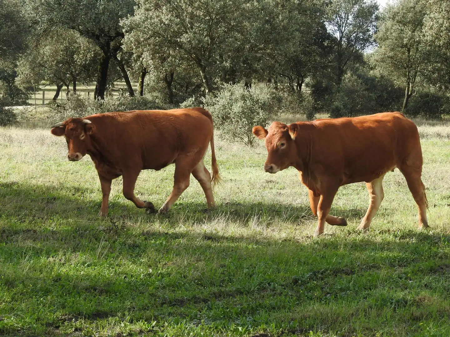 Außenansicht von Grundstücke zum Verkauf in Torralba de Oropesa