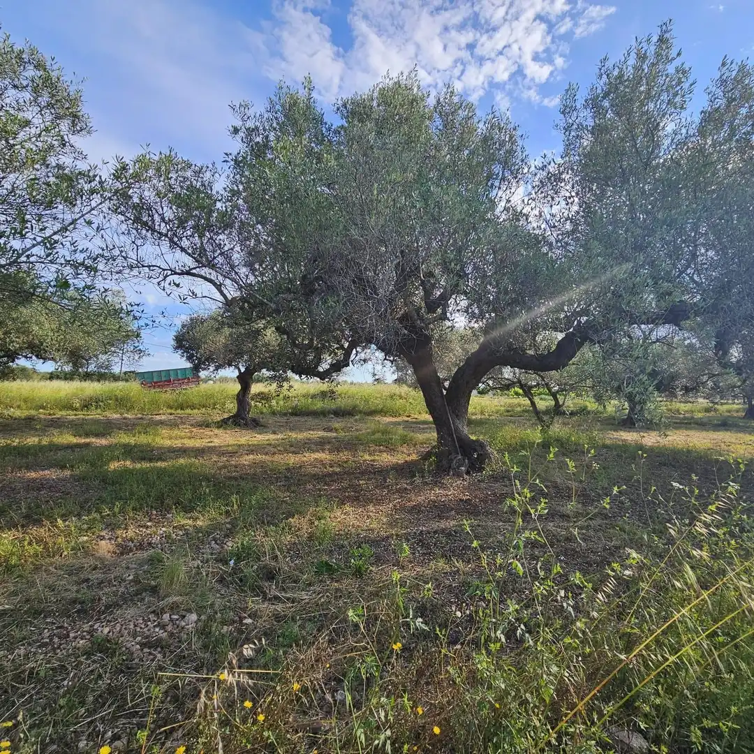 Terrain rustique à vendre à Casc Antic, imagen 2