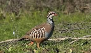 Vista exterior de Finca rústica en venta en Alcaraz