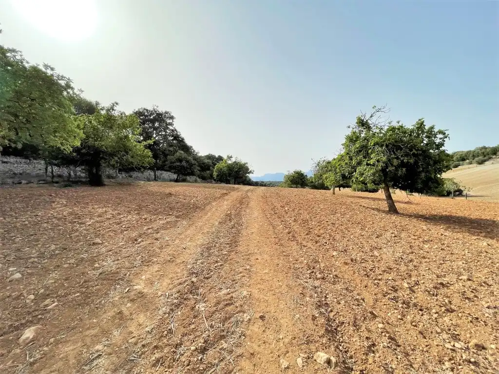 Rural land for sale in Sineu, imagen 6