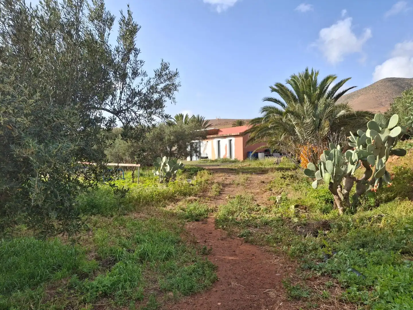 Jardí de Finca rústica en venda en Pájara amb Jardí privat, Terrassa i Traster