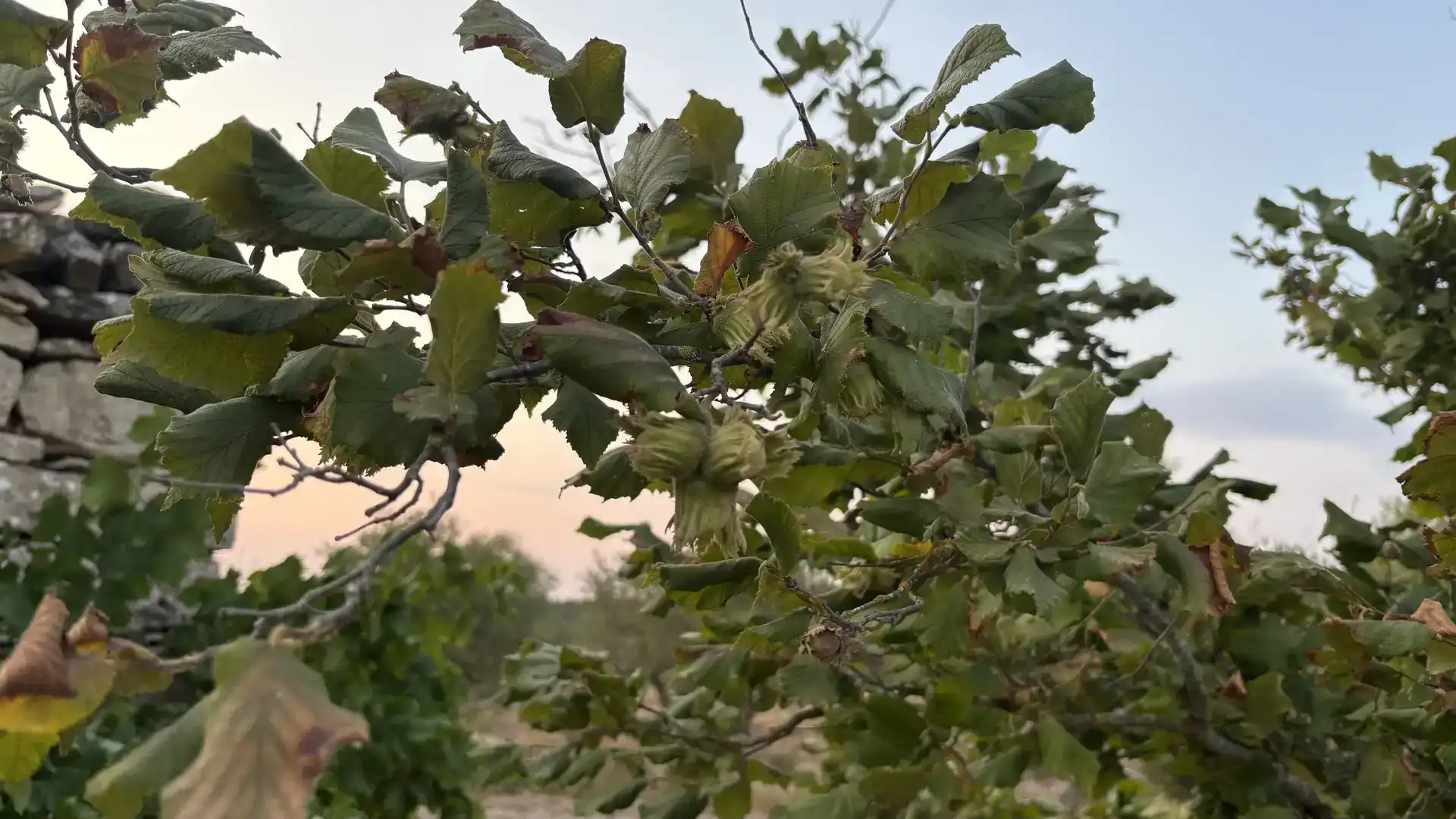 Jardí de Finca rústica en venda en La Fatarella amb Jardí privat