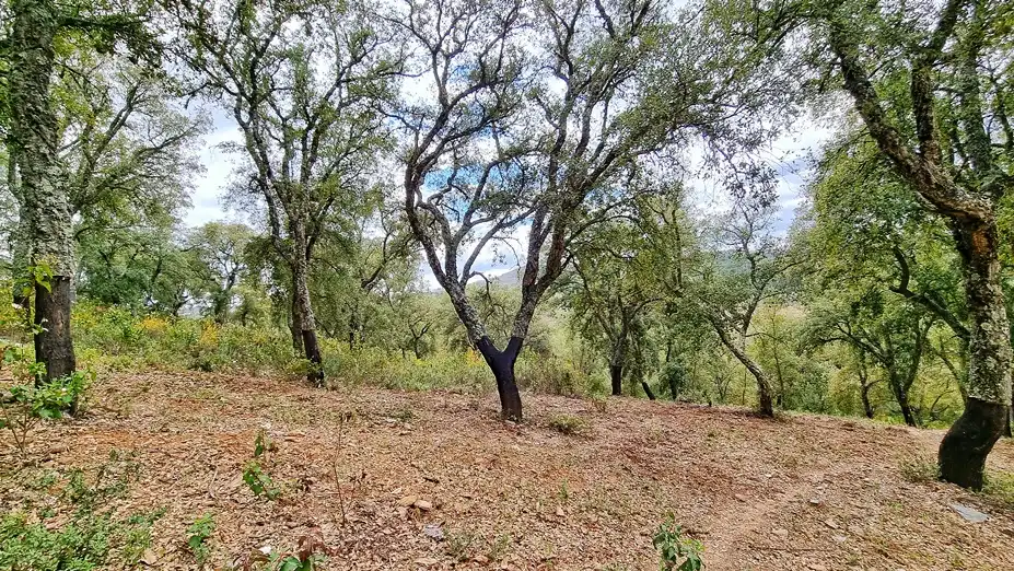 Terreny rústic en venda a Galaroza, imagen 11